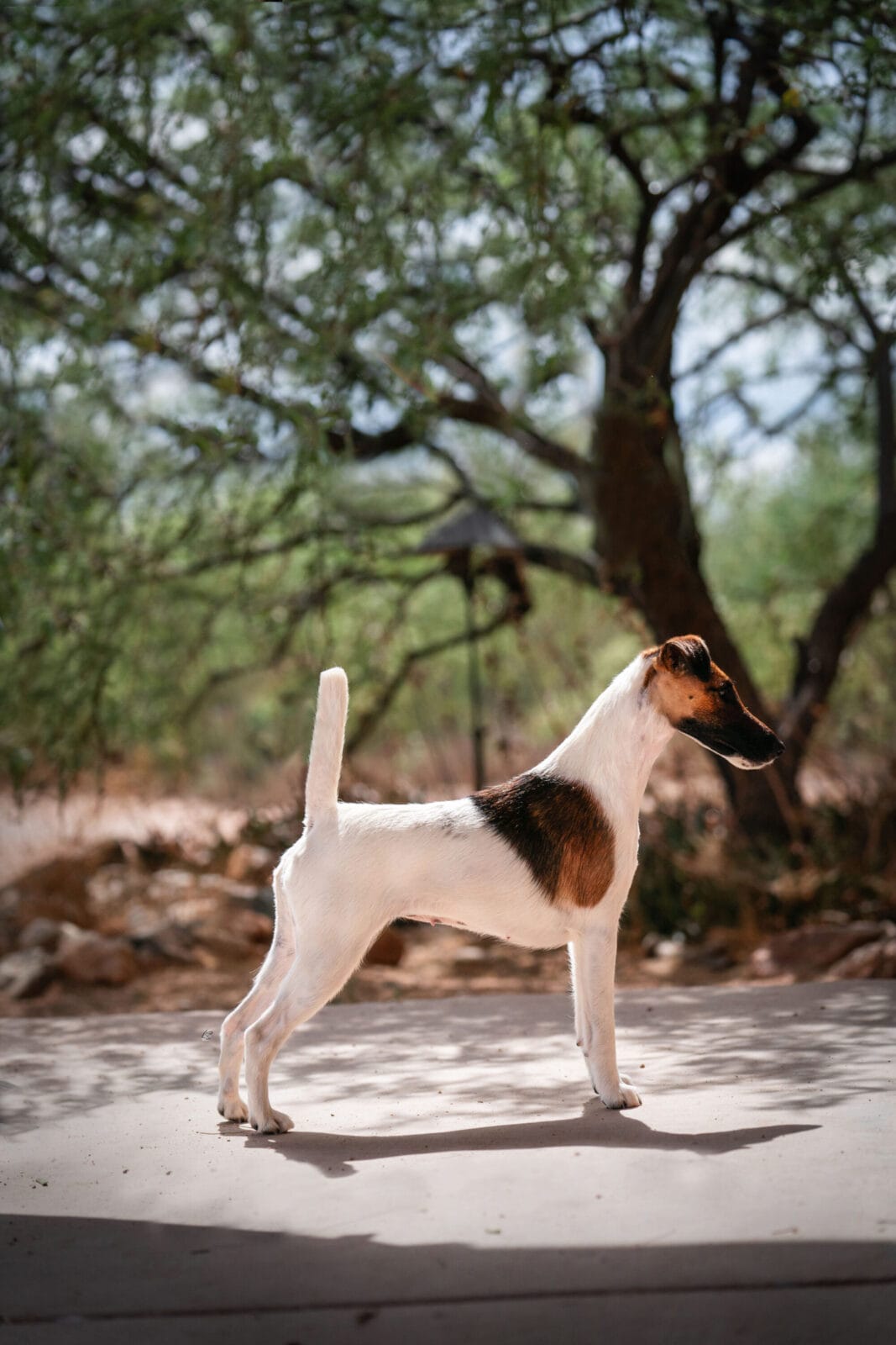 Photo of Decorum Cast A Spell, a Tan & White Fox Terrier (Smooth).