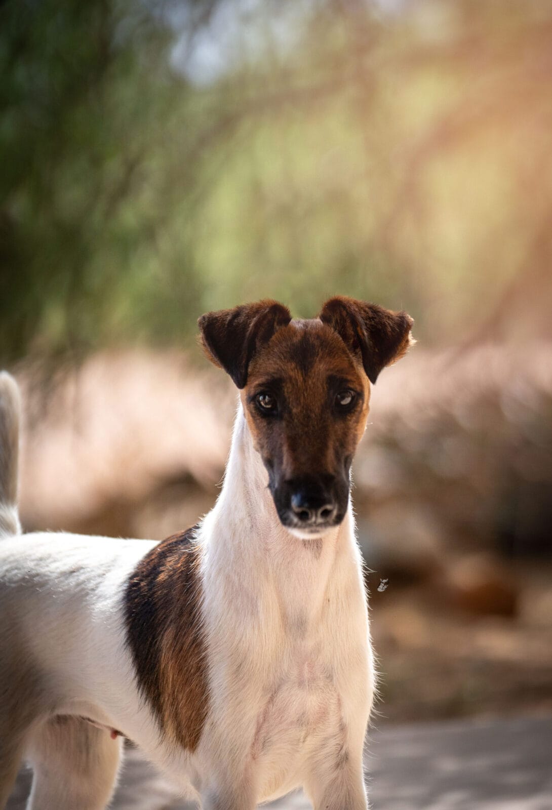 Photo of Decorum Cast A Spell, a Tan & White Fox Terrier (Smooth).